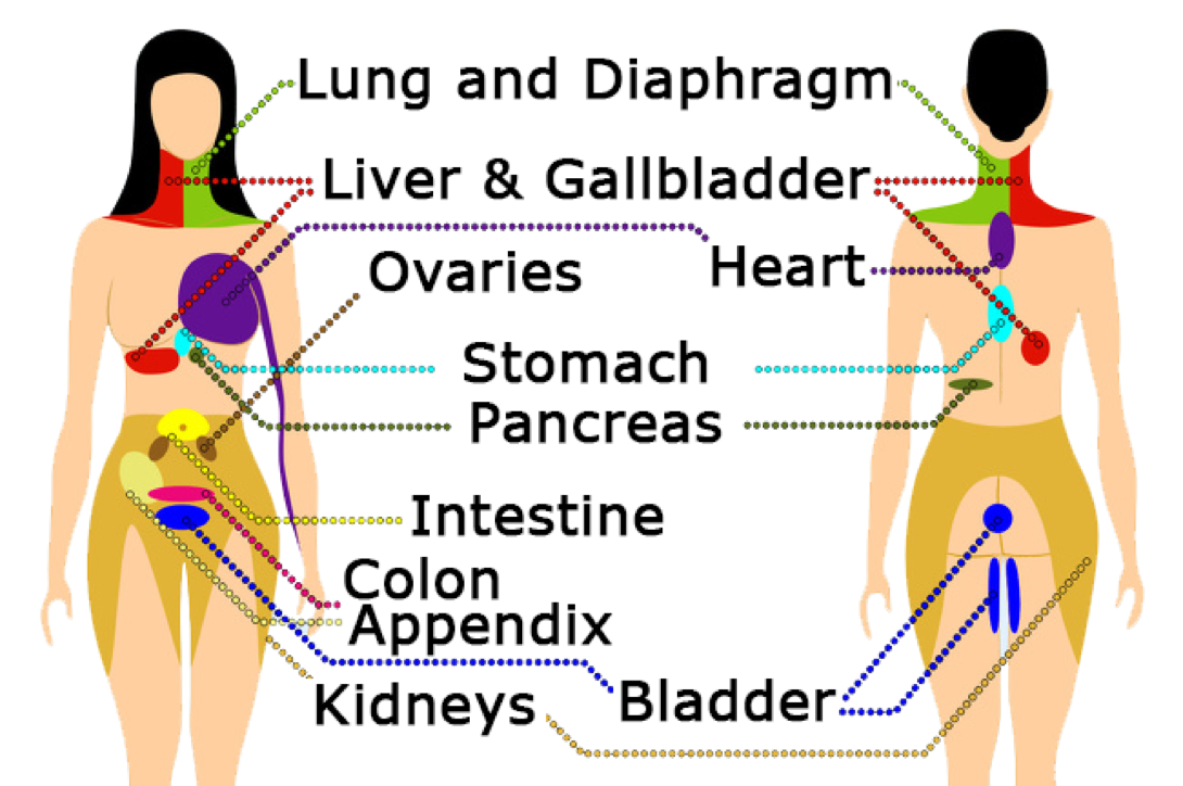 referred-pain-how-it-works