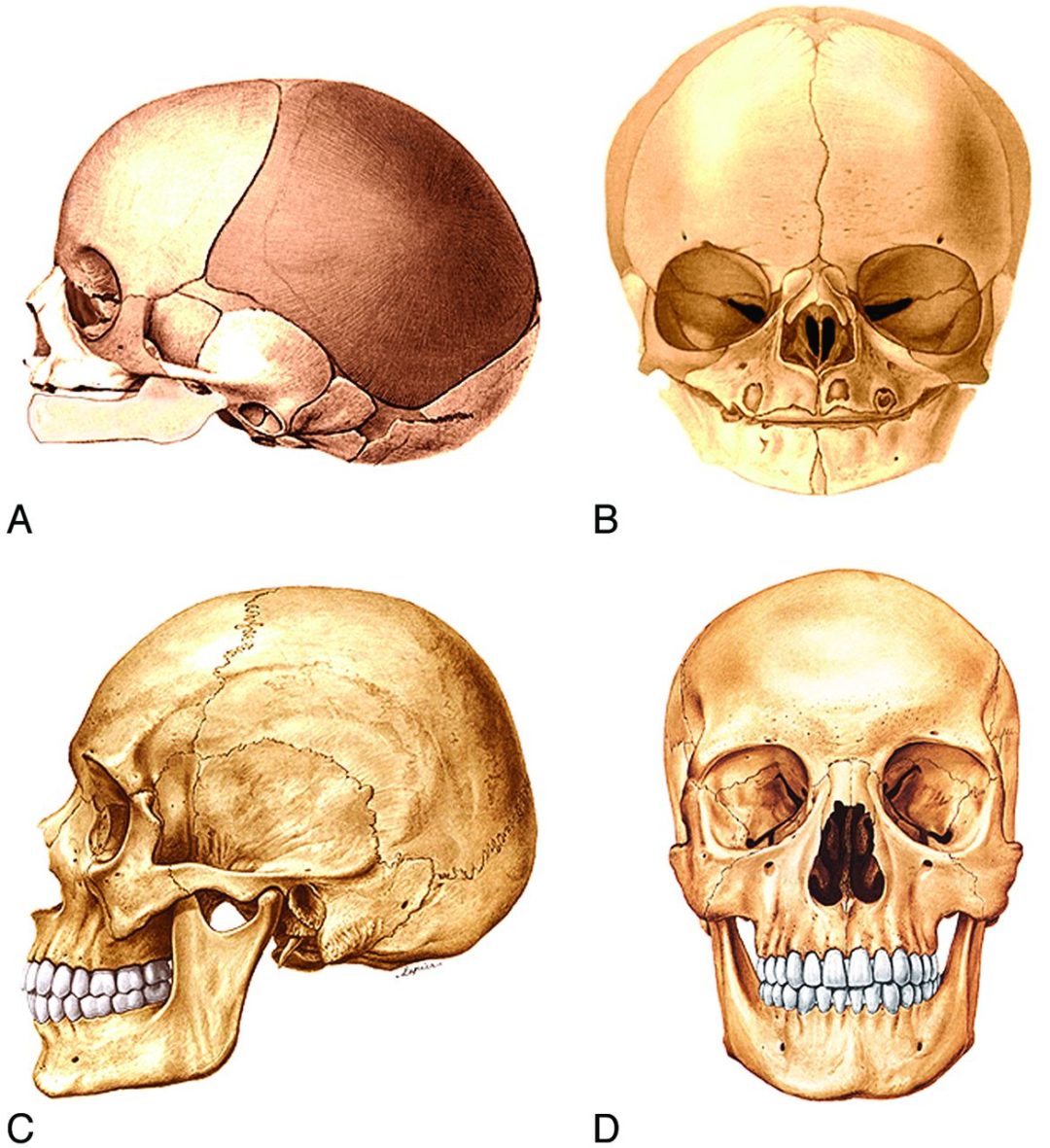 Седловидная кость черепа