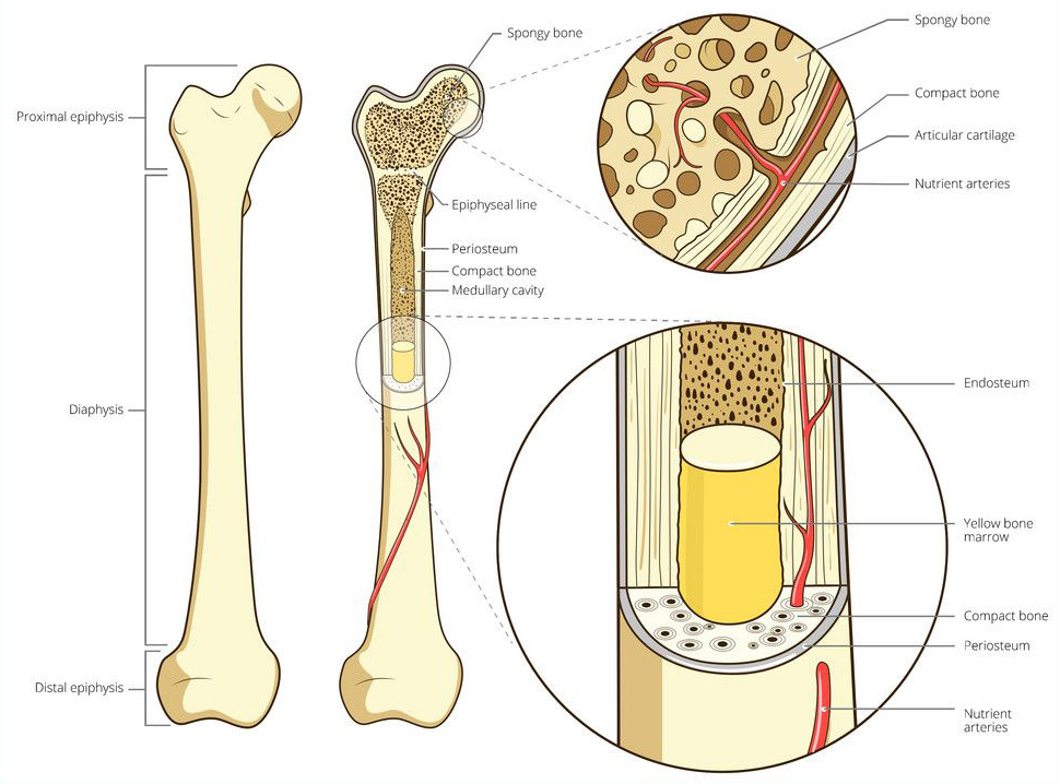 Did you say intraosseous?